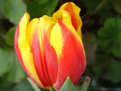 Red-yellow color Turkish-Ottoman Tulip photo. <i>(Family: Liliaceae, Species: Lilliopsida)</i> <br>Photo Date: March 2011, Location: Turkey/Istanbul, By: Artislamic.com