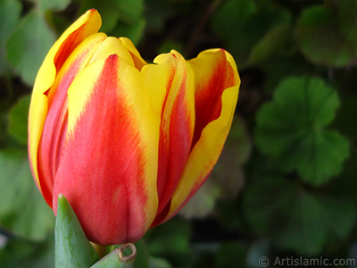 Red-yellow color Turkish-Ottoman Tulip photo. <i>(Family: Liliaceae, Species: Lilliopsida)</i> <br>Photo Date: March 2011, Location: Turkey/Istanbul, By: Artislamic.com