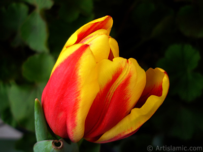 Red-yellow color Turkish-Ottoman Tulip photo. <i>(Family: Liliaceae, Species: Lilliopsida)</i> <br>Photo Date: March 2011, Location: Turkey/Istanbul, By: Artislamic.com