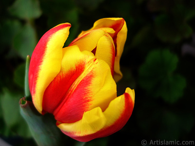 Red-yellow color Turkish-Ottoman Tulip photo. <i>(Family: Liliaceae, Species: Lilliopsida)</i> <br>Photo Date: March 2011, Location: Turkey/Istanbul, By: Artislamic.com