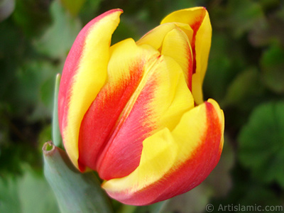 Red-yellow color Turkish-Ottoman Tulip photo. <i>(Family: Liliaceae, Species: Lilliopsida)</i> <br>Photo Date: March 2011, Location: Turkey/Istanbul, By: Artislamic.com