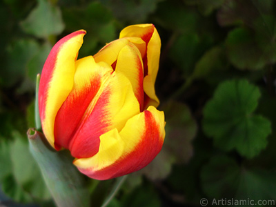 Red-yellow color Turkish-Ottoman Tulip photo. <i>(Family: Liliaceae, Species: Lilliopsida)</i> <br>Photo Date: March 2011, Location: Turkey/Istanbul, By: Artislamic.com