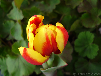 Red-yellow color Turkish-Ottoman Tulip photo. <i>(Family: Liliaceae, Species: Lilliopsida)</i> <br>Photo Date: March 2011, Location: Turkey/Istanbul, By: Artislamic.com