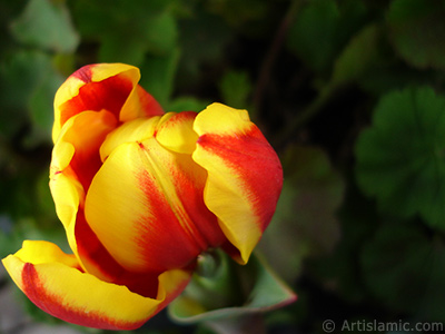 Red-yellow color Turkish-Ottoman Tulip photo. <i>(Family: Liliaceae, Species: Lilliopsida)</i> <br>Photo Date: March 2011, Location: Turkey/Istanbul, By: Artislamic.com