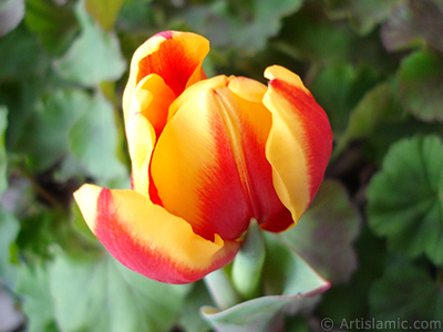 Red-yellow color Turkish-Ottoman Tulip photo. <i>(Family: Liliaceae, Species: Lilliopsida)</i> <br>Photo Date: March 2011, Location: Turkey/Istanbul, By: Artislamic.com