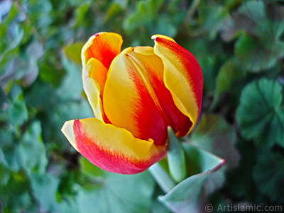 Red-yellow color Turkish-Ottoman Tulip photo. <i>(Family: Liliaceae, Species: Lilliopsida)</i> <br>Photo Date: March 2011, Location: Turkey/Istanbul, By: Artislamic.com