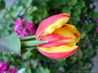 Red-yellow color Turkish-Ottoman Tulip photo. <i>(Family: Liliaceae, Species: Lilliopsida)</i> <br>Photo Date: March 2011, Location: Turkey/Istanbul, By: Artislamic.com