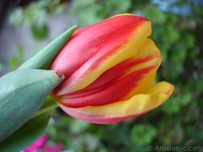 Red-yellow color Turkish-Ottoman Tulip photo. <i>(Family: Liliaceae, Species: Lilliopsida)</i> <br>Photo Date: March 2011, Location: Turkey/Istanbul, By: Artislamic.com