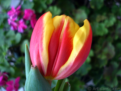 Red-yellow color Turkish-Ottoman Tulip photo. <i>(Family: Liliaceae, Species: Lilliopsida)</i> <br>Photo Date: March 2011, Location: Turkey/Istanbul, By: Artislamic.com