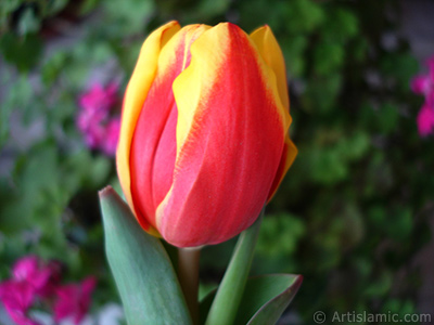 Red-yellow color Turkish-Ottoman Tulip photo. <i>(Family: Liliaceae, Species: Lilliopsida)</i> <br>Photo Date: March 2011, Location: Turkey/Istanbul, By: Artislamic.com