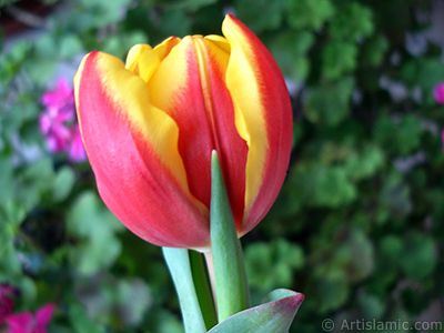 Red-yellow color Turkish-Ottoman Tulip photo. <i>(Family: Liliaceae, Species: Lilliopsida)</i> <br>Photo Date: March 2011, Location: Turkey/Istanbul, By: Artislamic.com