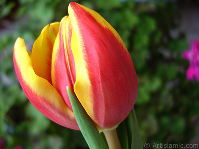 Red-yellow color Turkish-Ottoman Tulip photo. <i>(Family: Liliaceae, Species: Lilliopsida)</i> <br>Photo Date: March 2011, Location: Turkey/Istanbul, By: Artislamic.com