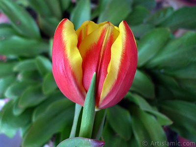 Red-yellow color Turkish-Ottoman Tulip photo. <i>(Family: Liliaceae, Species: Lilliopsida)</i> <br>Photo Date: March 2011, Location: Turkey/Istanbul, By: Artislamic.com