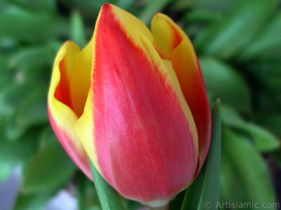 Red-yellow color Turkish-Ottoman Tulip photo. <i>(Family: Liliaceae, Species: Lilliopsida)</i> <br>Photo Date: March 2011, Location: Turkey/Istanbul, By: Artislamic.com