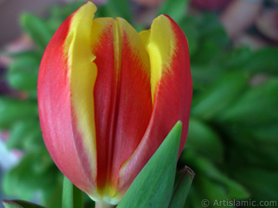 Red-yellow color Turkish-Ottoman Tulip photo. <i>(Family: Liliaceae, Species: Lilliopsida)</i> <br>Photo Date: March 2011, Location: Turkey/Istanbul, By: Artislamic.com