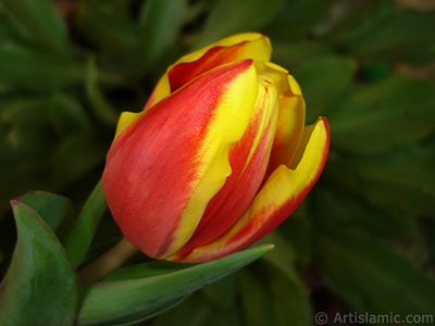 Red-yellow color Turkish-Ottoman Tulip photo. <i>(Family: Liliaceae, Species: Lilliopsida)</i> <br>Photo Date: March 2011, Location: Turkey/Istanbul, By: Artislamic.com