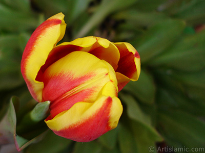 Red-yellow color Turkish-Ottoman Tulip photo. <i>(Family: Liliaceae, Species: Lilliopsida)</i> <br>Photo Date: March 2011, Location: Turkey/Istanbul, By: Artislamic.com