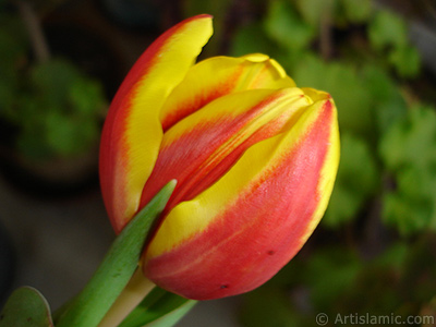 Red-yellow color Turkish-Ottoman Tulip photo. <i>(Family: Liliaceae, Species: Lilliopsida)</i> <br>Photo Date: March 2011, Location: Turkey/Istanbul, By: Artislamic.com