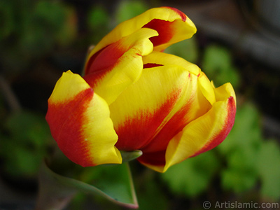 Red-yellow color Turkish-Ottoman Tulip photo. <i>(Family: Liliaceae, Species: Lilliopsida)</i> <br>Photo Date: March 2011, Location: Turkey/Istanbul, By: Artislamic.com