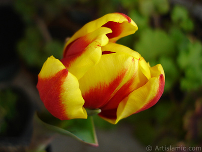 Red-yellow color Turkish-Ottoman Tulip photo. <i>(Family: Liliaceae, Species: Lilliopsida)</i> <br>Photo Date: March 2011, Location: Turkey/Istanbul, By: Artislamic.com