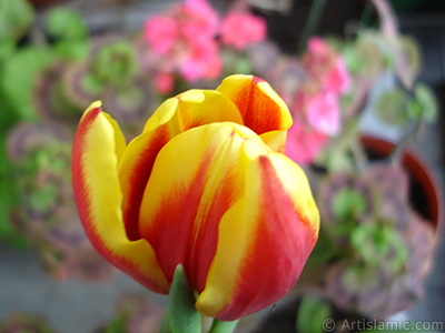 Red-yellow color Turkish-Ottoman Tulip photo. <i>(Family: Liliaceae, Species: Lilliopsida)</i> <br>Photo Date: March 2011, Location: Turkey/Istanbul, By: Artislamic.com