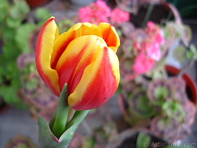 Red-yellow color Turkish-Ottoman Tulip photo. <i>(Family: Liliaceae, Species: Lilliopsida)</i> <br>Photo Date: March 2011, Location: Turkey/Istanbul, By: Artislamic.com