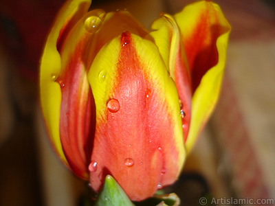 Red-yellow color Turkish-Ottoman Tulip photo. <i>(Family: Liliaceae, Species: Lilliopsida)</i> <br>Photo Date: March 2011, Location: Turkey/Istanbul, By: Artislamic.com