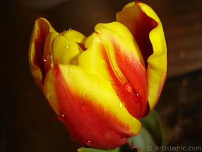 Red-yellow color Turkish-Ottoman Tulip photo. <i>(Family: Liliaceae, Species: Lilliopsida)</i> <br>Photo Date: March 2011, Location: Turkey/Istanbul, By: Artislamic.com