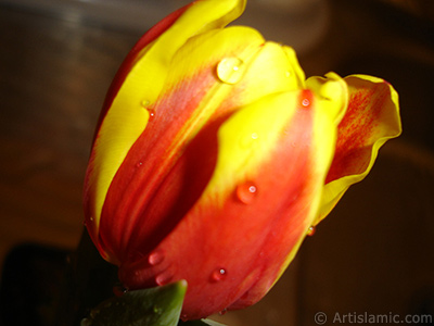 Red-yellow color Turkish-Ottoman Tulip photo. <i>(Family: Liliaceae, Species: Lilliopsida)</i> <br>Photo Date: March 2011, Location: Turkey/Istanbul, By: Artislamic.com