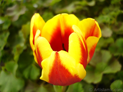 Red-yellow color Turkish-Ottoman Tulip photo. <i>(Family: Liliaceae, Species: Lilliopsida)</i> <br>Photo Date: March 2011, Location: Turkey/Istanbul, By: Artislamic.com