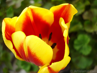 Red-yellow color Turkish-Ottoman Tulip photo. <i>(Family: Liliaceae, Species: Lilliopsida)</i> <br>Photo Date: March 2011, Location: Turkey/Istanbul, By: Artislamic.com