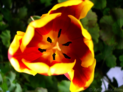 Red-yellow color Turkish-Ottoman Tulip photo. <i>(Family: Liliaceae, Species: Lilliopsida)</i> <br>Photo Date: March 2011, Location: Turkey/Istanbul, By: Artislamic.com