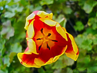 Red-yellow color Turkish-Ottoman Tulip photo. <i>(Family: Liliaceae, Species: Lilliopsida)</i> <br>Photo Date: March 2011, Location: Turkey/Istanbul, By: Artislamic.com