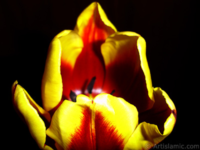 Red-yellow color Turkish-Ottoman Tulip photo. <i>(Family: Liliaceae, Species: Lilliopsida)</i> <br>Photo Date: March 2011, Location: Turkey/Istanbul, By: Artislamic.com