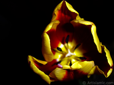 Red-yellow color Turkish-Ottoman Tulip photo. <i>(Family: Liliaceae, Species: Lilliopsida)</i> <br>Photo Date: March 2011, Location: Turkey/Istanbul, By: Artislamic.com