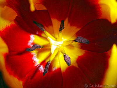 Red-yellow color Turkish-Ottoman Tulip photo. <i>(Family: Liliaceae, Species: Lilliopsida)</i> <br>Photo Date: March 2011, Location: Turkey/Istanbul, By: Artislamic.com