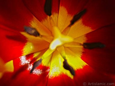 Red-yellow color Turkish-Ottoman Tulip photo. <i>(Family: Liliaceae, Species: Lilliopsida)</i> <br>Photo Date: March 2011, Location: Turkey/Istanbul, By: Artislamic.com