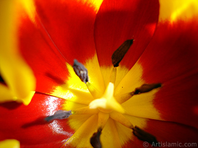 Red-yellow color Turkish-Ottoman Tulip photo. <i>(Family: Liliaceae, Species: Lilliopsida)</i> <br>Photo Date: March 2011, Location: Turkey/Istanbul, By: Artislamic.com