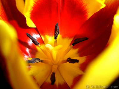 Red-yellow color Turkish-Ottoman Tulip photo. <i>(Family: Liliaceae, Species: Lilliopsida)</i> <br>Photo Date: March 2011, Location: Turkey/Istanbul, By: Artislamic.com
