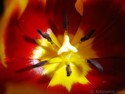 Red-yellow color Turkish-Ottoman Tulip photo. <i>(Family: Liliaceae, Species: Lilliopsida)</i> <br>Photo Date: March 2011, Location: Turkey/Istanbul, By: Artislamic.com