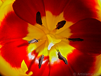 Red-yellow color Turkish-Ottoman Tulip photo. <i>(Family: Liliaceae, Species: Lilliopsida)</i> <br>Photo Date: March 2011, Location: Turkey/Istanbul, By: Artislamic.com