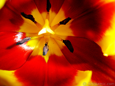 Red-yellow color Turkish-Ottoman Tulip photo. <i>(Family: Liliaceae, Species: Lilliopsida)</i> <br>Photo Date: March 2011, Location: Turkey/Istanbul, By: Artislamic.com