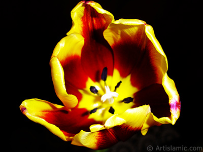 Red-yellow color Turkish-Ottoman Tulip photo. <i>(Family: Liliaceae, Species: Lilliopsida)</i> <br>Photo Date: March 2011, Location: Turkey/Istanbul, By: Artislamic.com