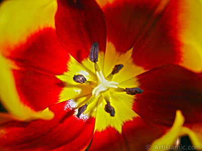 Krmz-sar Trk-Osmanl Lalesi resmi. <i>(Ailesi: Liliaceae, Tr: Lilliopsida)</i> <br>ekim Tarihi: Mart 2011, Yer: stanbul, Fotoraf: islamiSanat.net