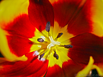 Red-yellow color Turkish-Ottoman Tulip photo. <i>(Family: Liliaceae, Species: Lilliopsida)</i> <br>Photo Date: March 2011, Location: Turkey/Istanbul, By: Artislamic.com