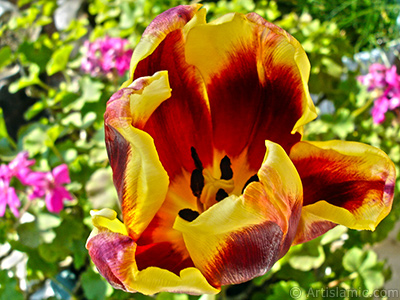 Red-yellow color Turkish-Ottoman Tulip photo. <i>(Family: Liliaceae, Species: Lilliopsida)</i> <br>Photo Date: March 2011, Location: Turkey/Istanbul, By: Artislamic.com