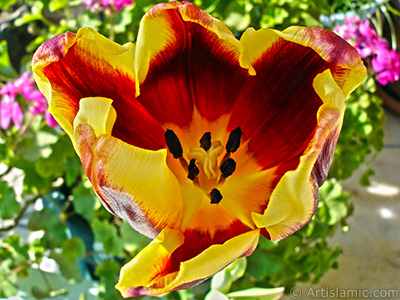 Red-yellow color Turkish-Ottoman Tulip photo. <i>(Family: Liliaceae, Species: Lilliopsida)</i> <br>Photo Date: March 2011, Location: Turkey/Istanbul, By: Artislamic.com