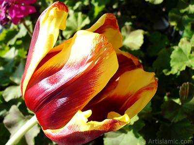 Red-yellow color Turkish-Ottoman Tulip photo. <i>(Family: Liliaceae, Species: Lilliopsida)</i> <br>Photo Date: March 2011, Location: Turkey/Istanbul, By: Artislamic.com