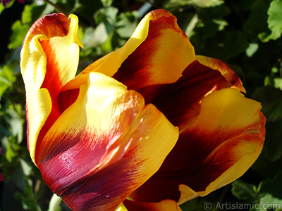 Red-yellow color Turkish-Ottoman Tulip photo. <i>(Family: Liliaceae, Species: Lilliopsida)</i> <br>Photo Date: March 2011, Location: Turkey/Istanbul, By: Artislamic.com