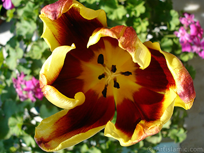 Red-yellow color Turkish-Ottoman Tulip photo. <i>(Family: Liliaceae, Species: Lilliopsida)</i> <br>Photo Date: March 2011, Location: Turkey/Istanbul, By: Artislamic.com